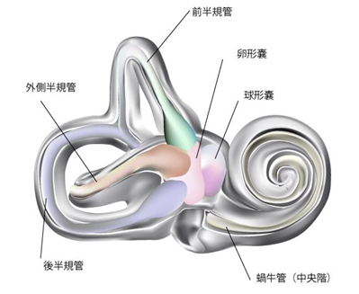 鼓室内有什么结构