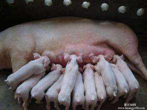 母猪产后死亡，仔猪怎么饲养