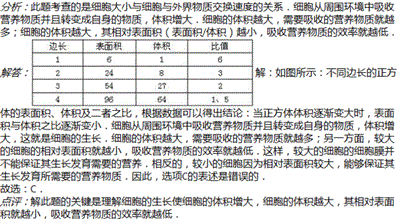 细胞吸收速度和细胞大小有什么关系