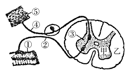 神经中枢位于脊髓的（），由（）组成，周围是（），由（）组成