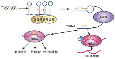 生物学上miR-34什么意思