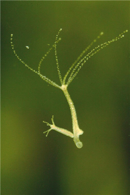 鲁教版八年级上册生物知识点（水螅有关知识）