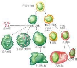 一种分子应当具备什么条件，才能只诱导机体产生细胞免疫应答，而不产生体液免疫应答。