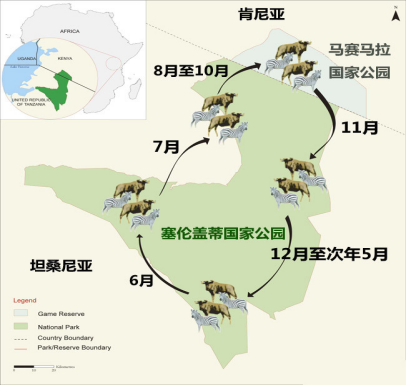 非洲动物大迁徙是从哪到哪