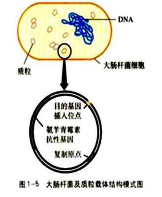 基因工程的基本工具是什么