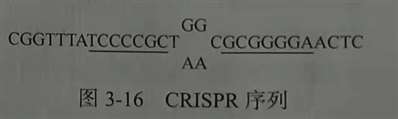 请问图中CRISPR序列中间的两排碱基表示什么？