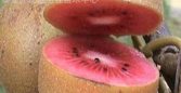 猕猴桃果外表上渗出红色液体是怎么一回事？