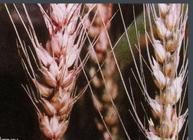 小麦感赤霉病，锈病还可以留种吗