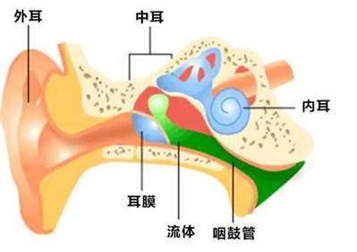 鼓膜位于中耳室的什么位置