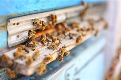 日全食会导致蜜蜂行为异常？