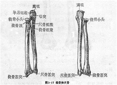 桡骨的大体位置与作用分别是什么