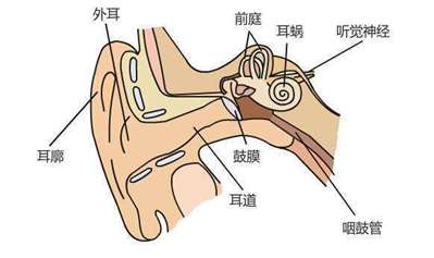 人耳朵内的鼓膜是什么样子的？