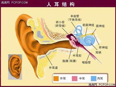 人耳朵内的鼓膜是什么样子的？