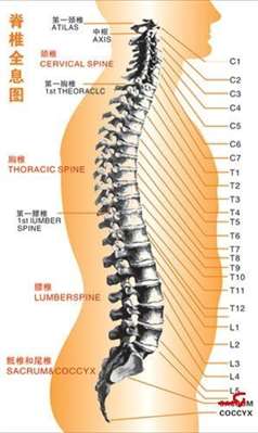 人的腰椎间盘有几个，包括哪几个？