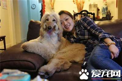 阿富汗猎犬排名 阿富汗猎犬排名70到79的狗