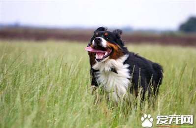 伯恩山犬会带孩子吗 伯恩山犬不可带小孩