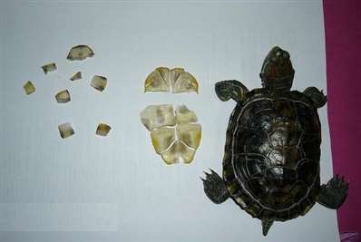 巴西龟从小到大会有哪些变化呢？