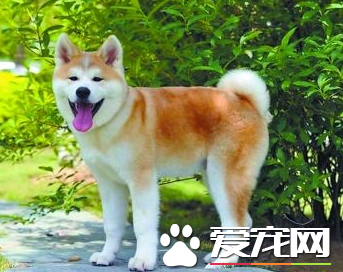 秋田犬的训练 首先要得到秋田犬的信任和尊重