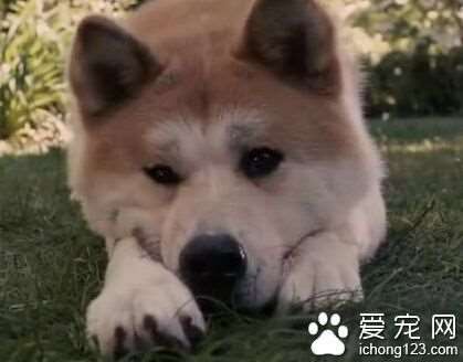 忠犬八公是什么狗 它就是日本有名的秋田犬