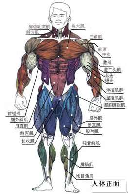 肌肉的作用是什么