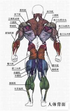肌肉的作用是什么