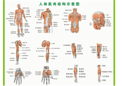 人体全身各处的肌肉名称