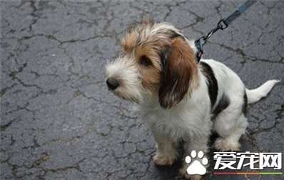 迷你贝吉格里芬凡丁犬掉毛么 一般很少掉毛