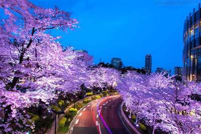 日本樱花季都有什么活动？