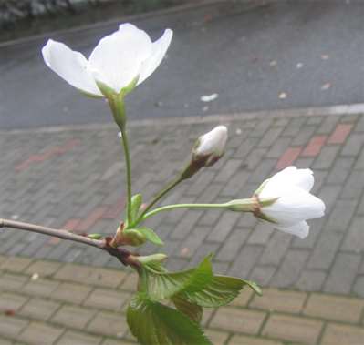 这是什么植物的花？