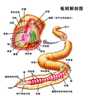 蚯蚓窝为什么用深色布盖起来