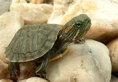 我想问一下，我家这只乌龟什么品种的？
