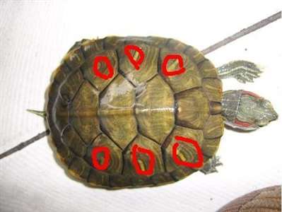 问问这巴西龟多大了。