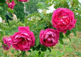 为什么平阴玫瑰那么有名？