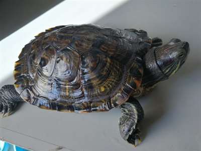 巴西龟也有多个品种，这果什么品种？