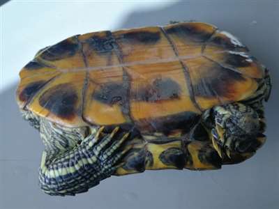 巴西龟也有多个品种，这果什么品种？