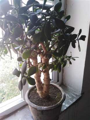 此植物叫什么？