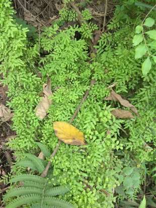 上山拍到很多植物，求名称