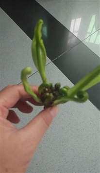 这是什么植物？