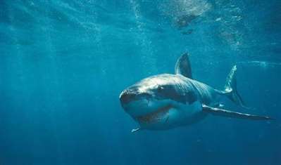 鲨鱼或虎鲸吃狮鬃水母吗？