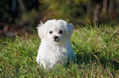 幼犬几日龄可注射犬四联疫苗