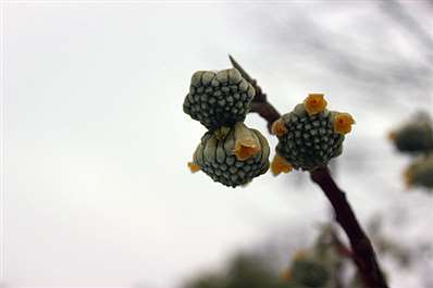 这是什么植物？