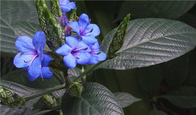 喜花草有果实和种子吗