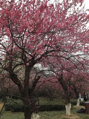 超山梅花什么时候开