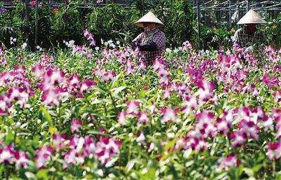 大棚种植兰花卖，要到兰花协会办证吗？