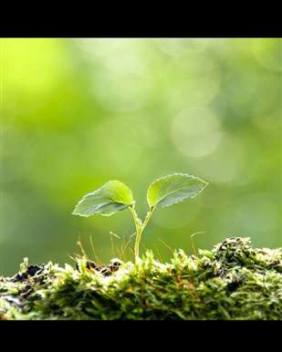 植物剪下的外植体离体能活多久