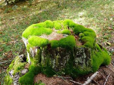 用什么除草剂不伤害苔藓