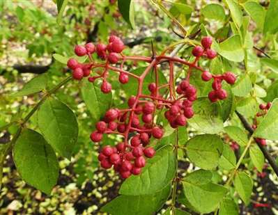 湘西野花椒可以嫁接无刺花椒吗