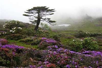 轿子雪山2019年4月份花开了吗