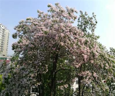 高大乔木 桃型叶，簇状花的是什么树