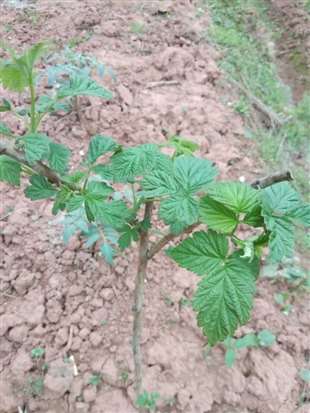 这是什么植物？